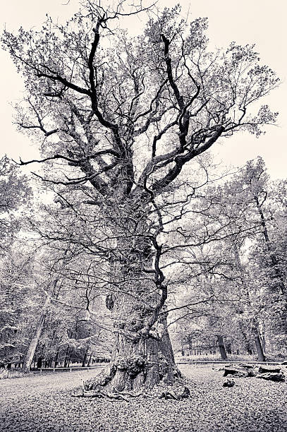 istock HDR shoot of an very old oak 535162071