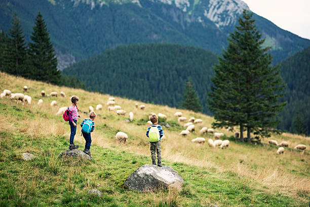 Free Stock Photo of Two sheep standing on a road | Download Free Images ...