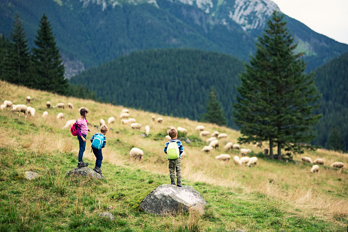 Little hikers encountering a group of sheep on a meadow. Kids are standing on a rocks looking at sheep. Kids are wearing backpacks.