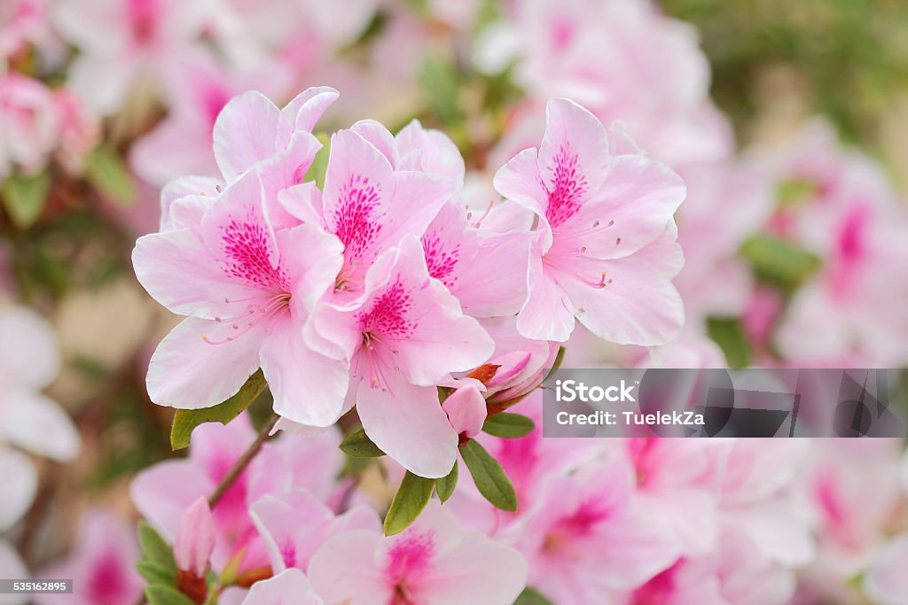 azaleas Pink azaleas in the park, close up and soft focus 2015 Stock Photo