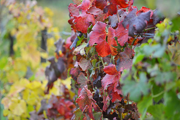 vermelho amarelo folhas de videira, uva refosco, vinha na eslovénia, a europa - agriculture purple vine grape leaf imagens e fotografias de stock