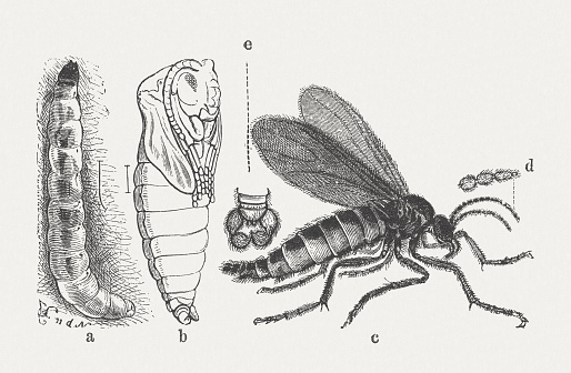 Fungus Gnat (Sciara militaris) as: a) larva, b) cocoon, c) female fly, d) enlarged portion of the antenna, e) end of the male abdomen. Woodcut engraving after a drawing by Emil Schmidt (German painter, 19th century), published in 1871.