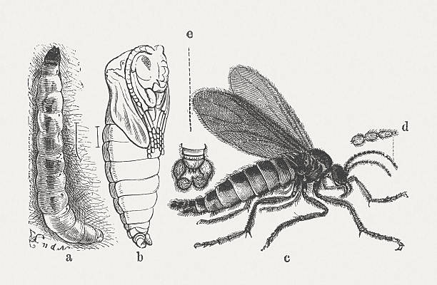 Fungus Gnat (Sciara militaris), wood engraving, published in 1871 Fungus Gnat (Sciara militaris) as: a) larva, b) cocoon, c) female fly, d) enlarged portion of the antenna, e) end of the male abdomen. Woodcut engraving after a drawing by Emil Schmidt (German painter, 19th century), published in 1871. midge fly stock illustrations