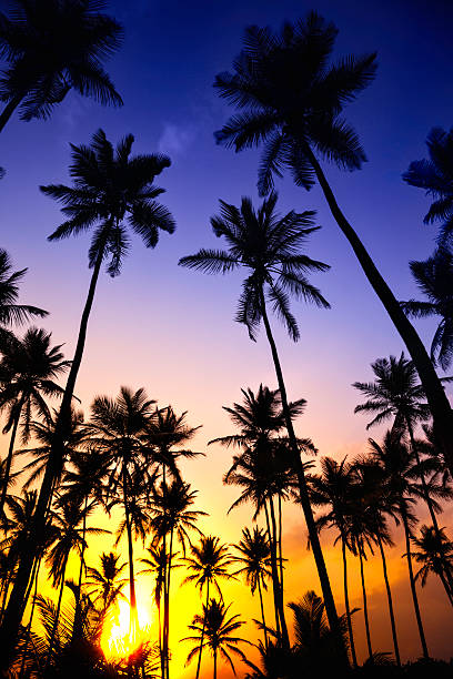 istock Tropical coconut trees at sunride or sunset 535165205