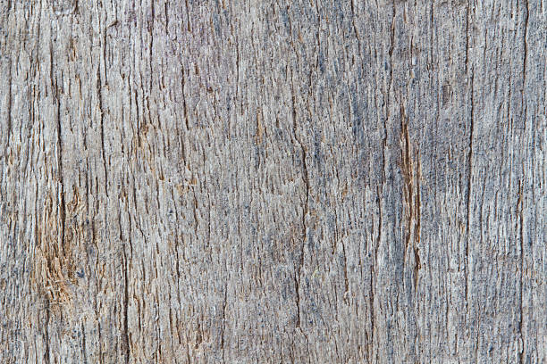 istock Wood texture of macro 535165309