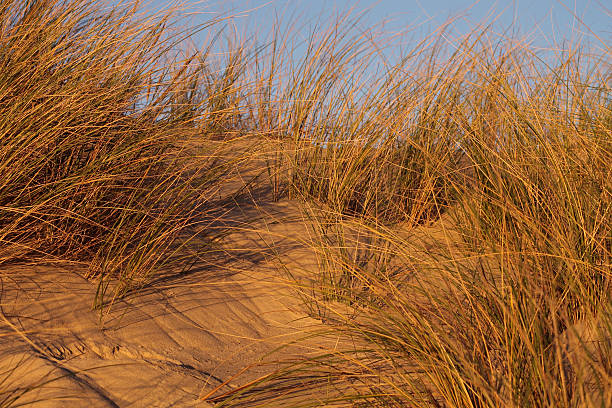 istock Seaside grass in the sand of dunes 535165347