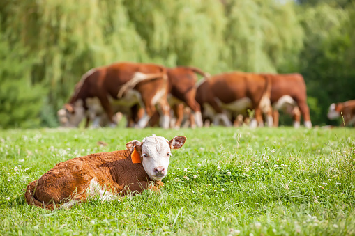Hereford calf resting in the pasture with a group of cows grazing in the distance.