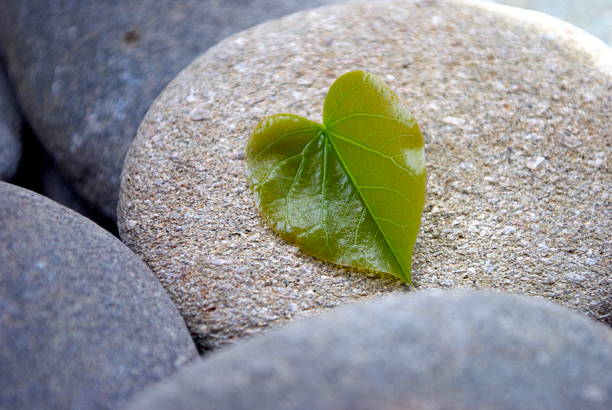 Love Heart Shaped Leaf on Pebble Background