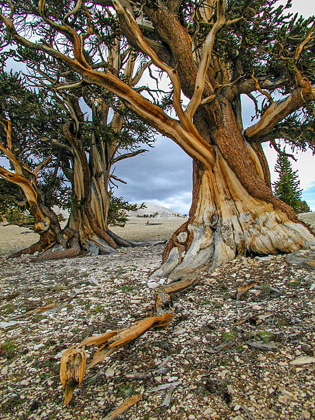 patriarch grove - bristlecone pine pine tree tree forest stock-fotos und bilder