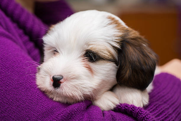 istock Cute Tibetan Terrier puppy....8 weeks old 535166599