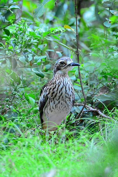 istock Bush stone-curlew searching for food 535167135