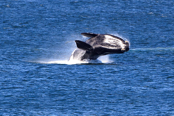 Southern right whale Jumping Southern Right Whale hermanus stock pictures, royalty-free photos & images
