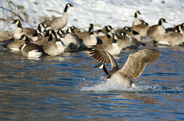 istock Canada Goose Landing in a Winter River 535167457