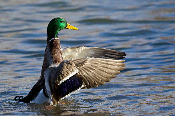 istock Mallard Duck on the Water with Outstretched Wings 535167473
