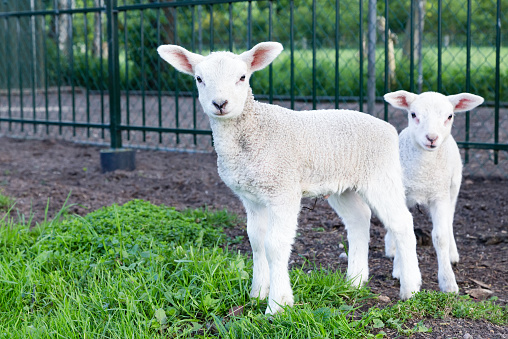 Two little white lambs standing in green grass in front of fence. These newborn lambs are only one week old. They are curious and interested looking at the camera. Symbol or concept of beginning spring season with birth of young animals in agriculture and farming.