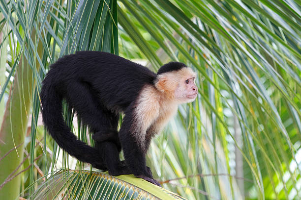 White-headed Capuchin Monkey Sitting in a Palm Tree White-headed Capuchin Monkey (Cebus capucinus) in a Palm Tree - Roatan, Honduras capuchin monkey stock pictures, royalty-free photos & images