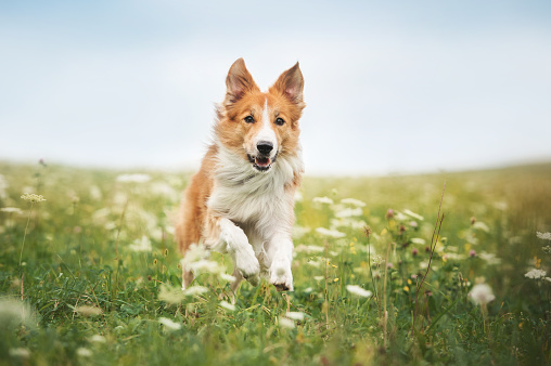 Red border collie dog running in a meadow, summer