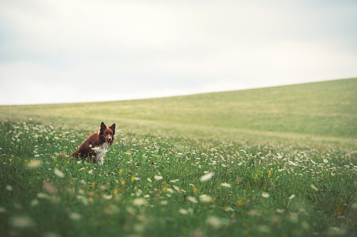 Red border collie dog sitting in a meadow, summer