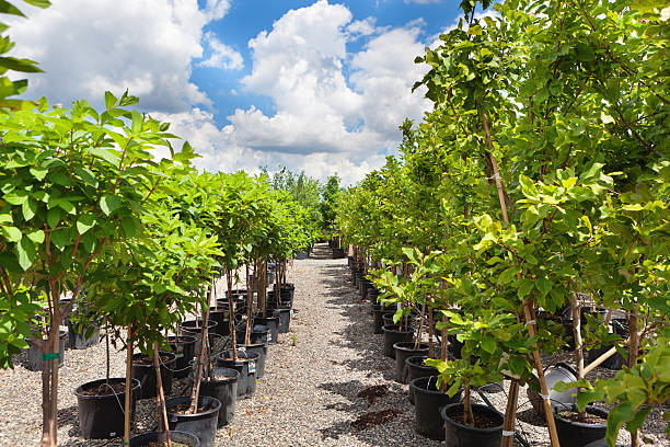 Variety of tree seedling plants displayed in a garden center retail store.