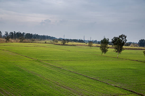 istock Wheat Field In Winter Season 535168893