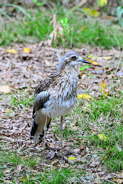 istock Bush stone-curlew searching for food 535169577