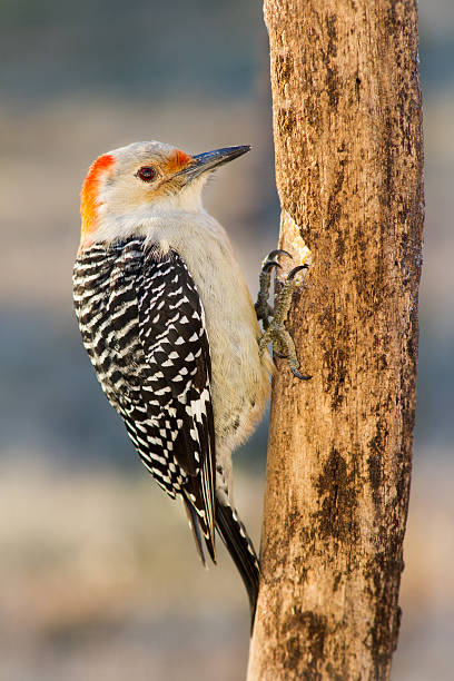 istock Red-bellied Woodpecker 535169865