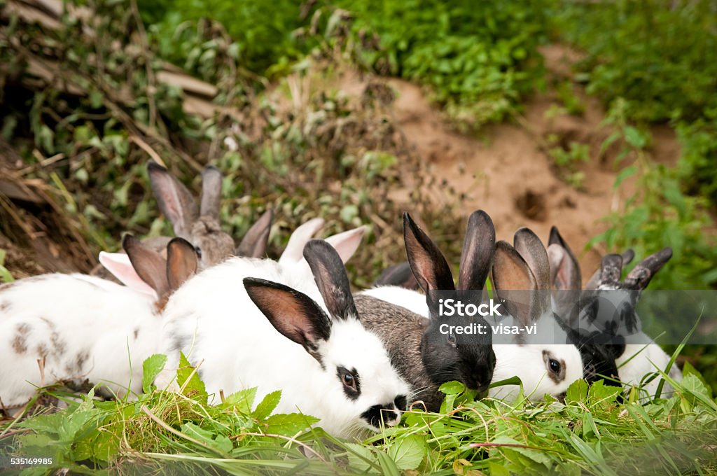 Rabbits eat grass Fluffy rabbits eat grass 2015 Stock Photo