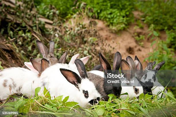 Rabbits Eat Grass Stock Photo - Download Image Now - 2015, Agriculture, Animal