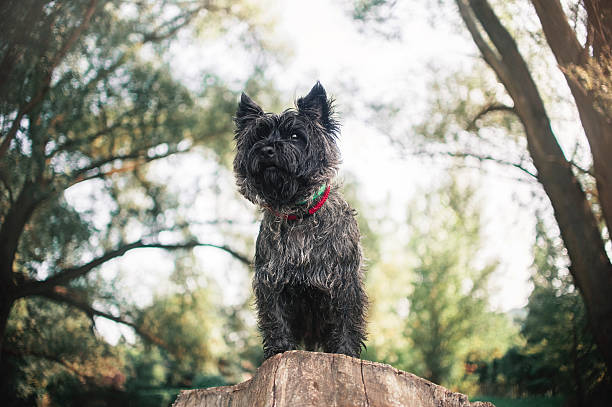 istock Cairn Terrier dog, portrait close 535170687