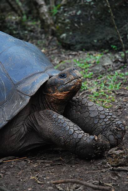 istock Giant Tortoise in the Galapagos Islands, Ecuador 535171345