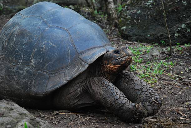 istock Giant Tortoise in the Galapagos Islands, Ecuador 535171347