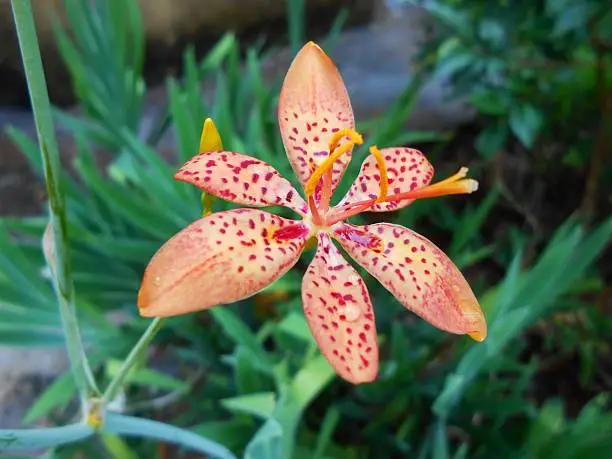 Belamcanda Chinesis,flower known as leopard flower because the spots that resembles the animal,good the gardens.