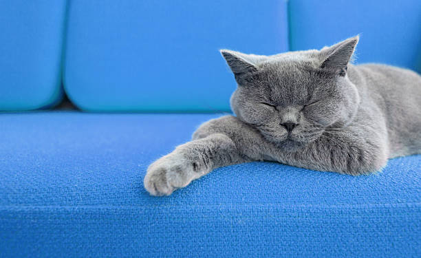 petite sieste - blue cat photos et images de collection