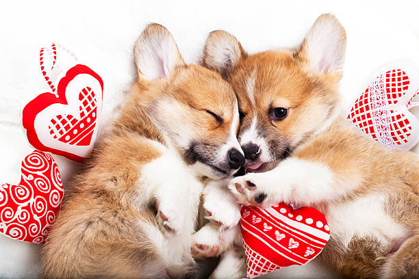 two puppies corgi two puppies sleep in each other's arms animal internal organ photos stock pictures, royalty-free photos & images