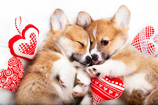 two puppies corgi two puppies sleep in each other's arms animal heart stock pictures, royalty-free photos & images