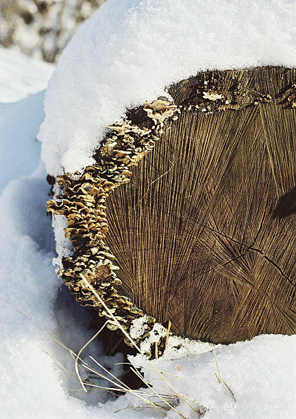 istock Old stump in the snow winter scene close-up background 535191439