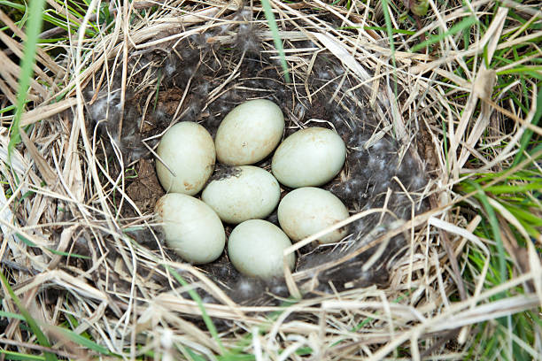 istock Nest of the Anas platyrhynchos. 535191667