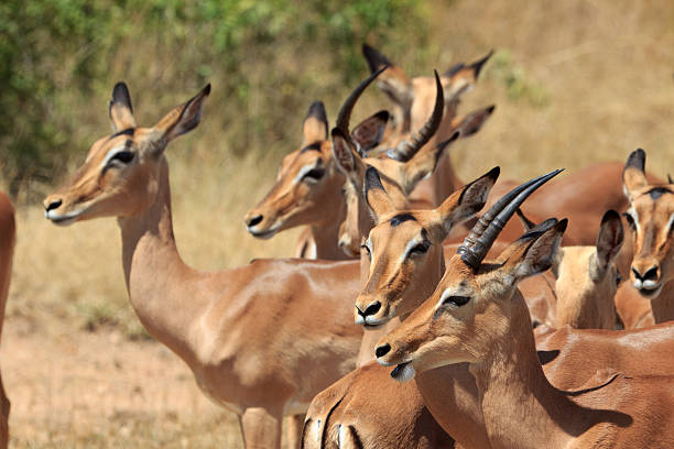 impala herde - kruger national park panoramic gazelle impala photos et images de collection