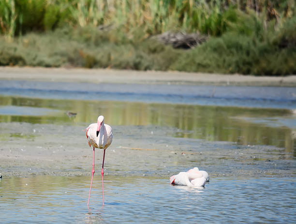 istock pink flamingo standing in a pond 535192509
