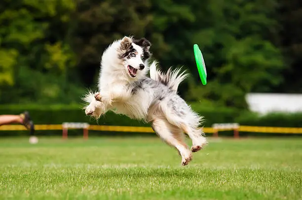 Border collie dog catching frisbee in jump in summer