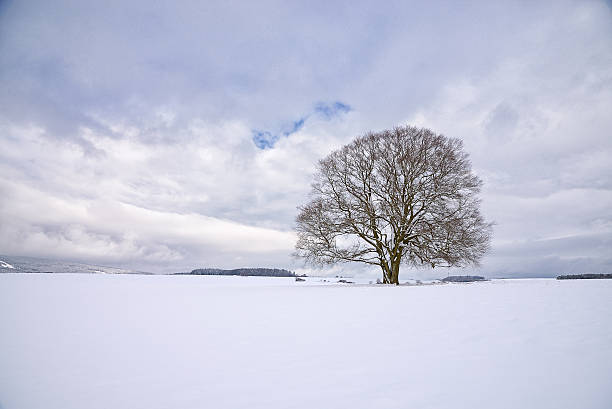 seul le strict hêtre avec de la neige en hiver - bare tree photos photos et images de collection
