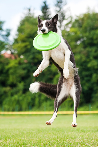 Border collie dog catching frisbee in jump in summer