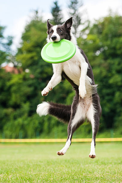 Border collie dog catching frisbee in jump Border collie dog catching frisbee in jump in summer plastic disc stock pictures, royalty-free photos & images
