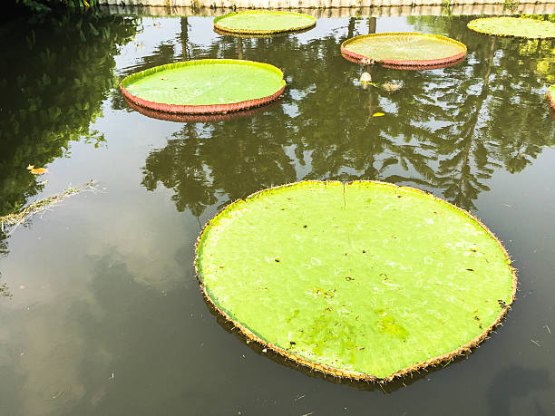 istock Lotus leaves in the river 535192903