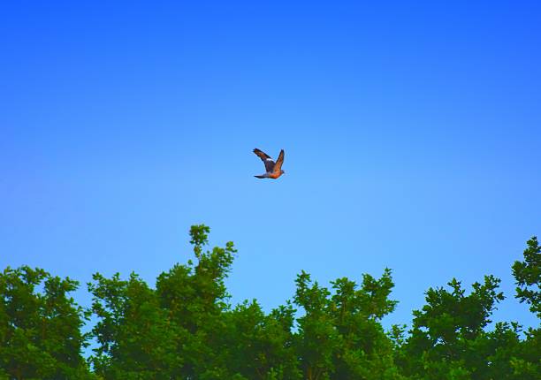istock blue skyscape background one pigeon bird flying 535193452