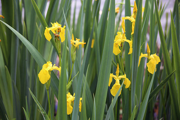 istock Flower Iris pseudacorus or yellow flag, yellow iris, water flag 535193646