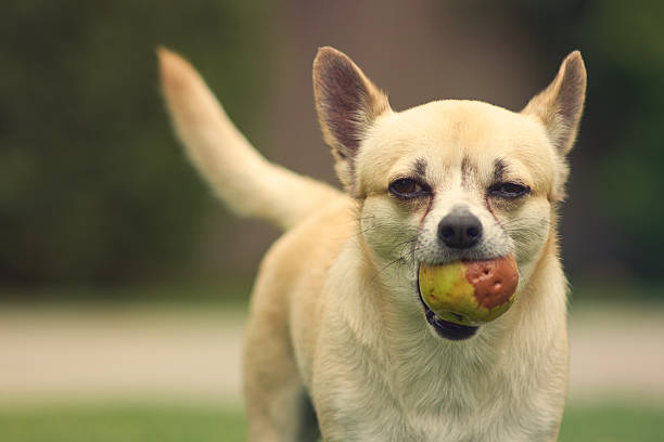 istock Cute little chihuahua dog 535193841