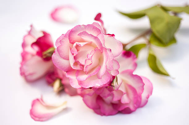 Cut Pink Roses stock photo
