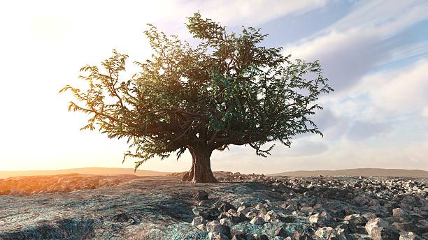 istock single tree left in a desert rock landscape conceptual background 535194012
