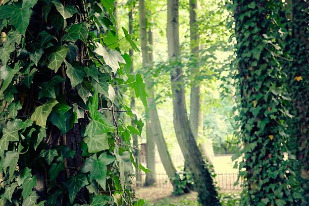 Trees with ivy in the sunshine.